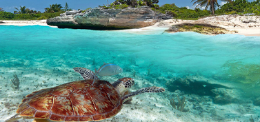 Transfers from Cancun Airport to Akumal